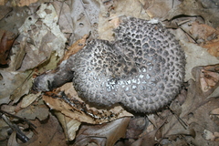 Strobilomyces strobilaceus