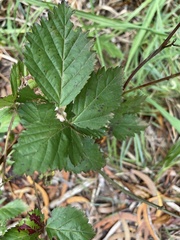 Rubus argutus