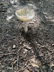 Amanita multisquamosa