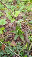 Epipactis atrorubens