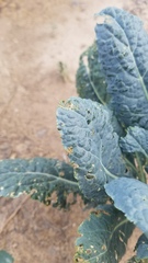 Phyllotreta cruciferae