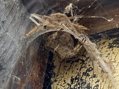Araneus