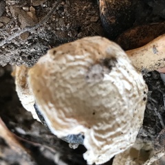 Itajahya galericulata