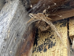 Araneus