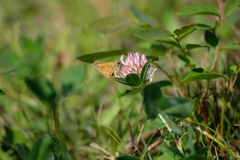 Ochlodes sylvanoides