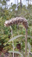 Pterocaulon pycnostachyum