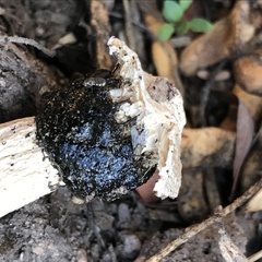 Itajahya galericulata