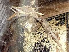 Araneus