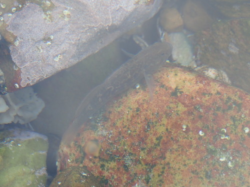 Caffrogobius caffer
