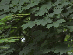 Acer platanoides