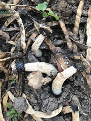 Itajahya galericulata