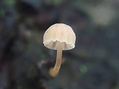 Mycena meliigena