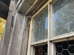 Araneus