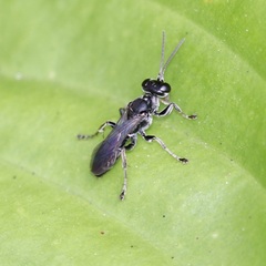 Lyroda subita