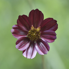 Cosmos scabiosoides