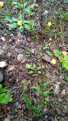 Epipactis atrorubens