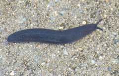 Belocaulus angustipes