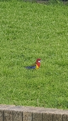 Platycercus eximius