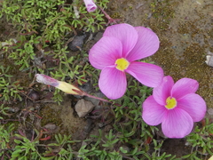 Oxalis glabra