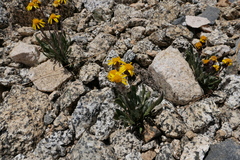 Packera werneriifolia