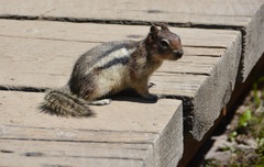 Callospermophilus lateralis