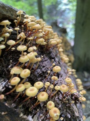 Xeromphalina