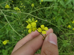 Rhamphospermum arvense