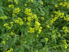 Rhamphospermum arvense