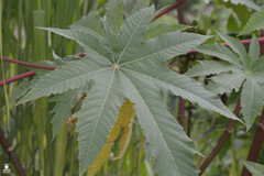 Ricinus communis