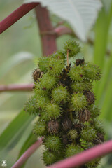 Ricinus communis