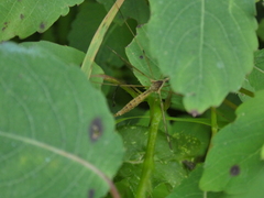 Platytipula