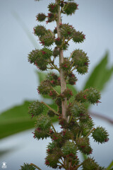 Ricinus communis