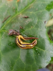 Australopacifica