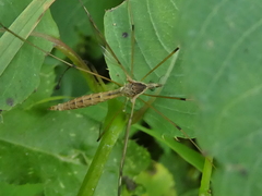 Platytipula