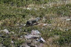 Urocitellus columbianus