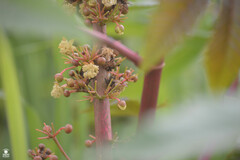 Ricinus communis