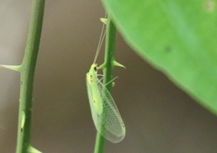 Leucochrysa insularis