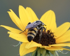 Dielis plumipes