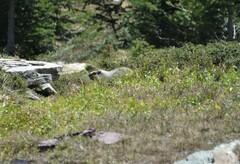 Marmota caligata