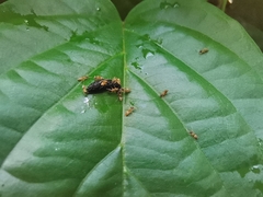 Tapinoma melanocephalum