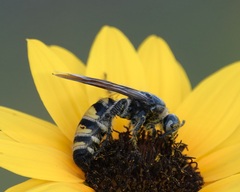 Dielis plumipes