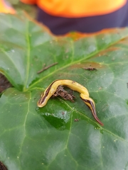 Australopacifica