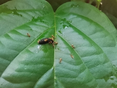 Tapinoma melanocephalum