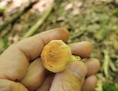 Hydnum umbilicatum
