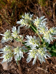 Euphorbia marginata