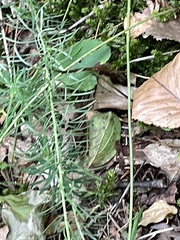 Euphorbia cyparissias