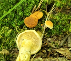 Hydnum umbilicatum