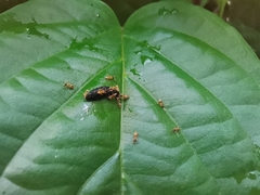 Tapinoma melanocephalum