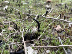 Geoglossum