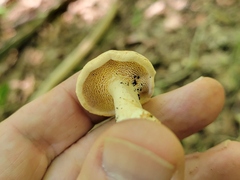 Hydnum umbilicatum
